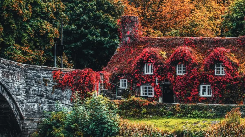 Autumn House Covered In Boston Ivy Leaves Virtual Background For Zoom