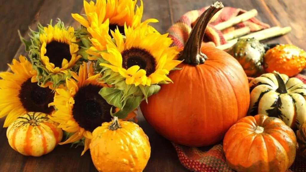 Autumn Pumpkin And Sunflowers Virtual Background For Zoom