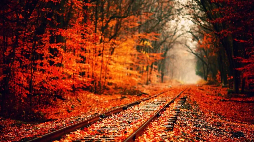 Autumn Railroad Woods Virtual Background For Zoom