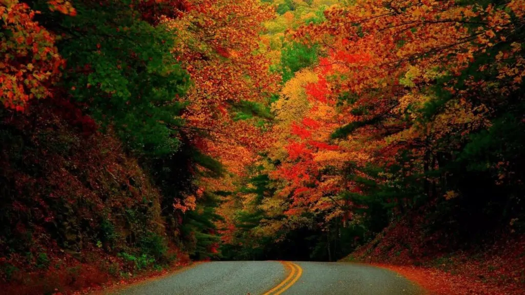 Autumn Road In The Woods Virtual Background For Zoom