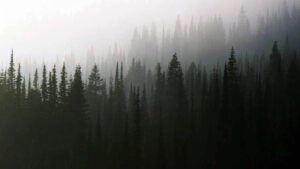 Twin Peaks Forest Virtual Background For Video Calls