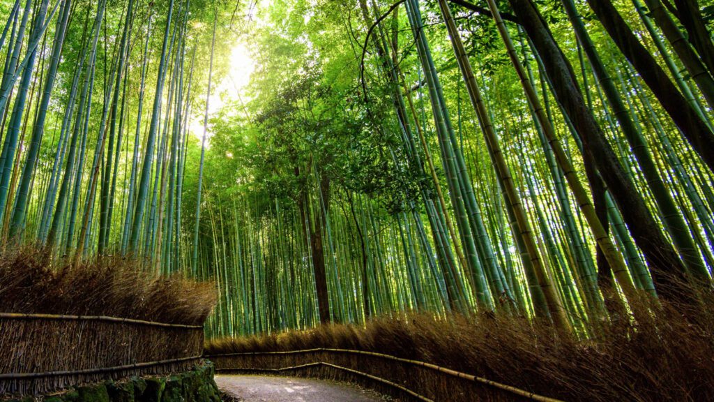 Bamboo Forest Virtual Backgrounds