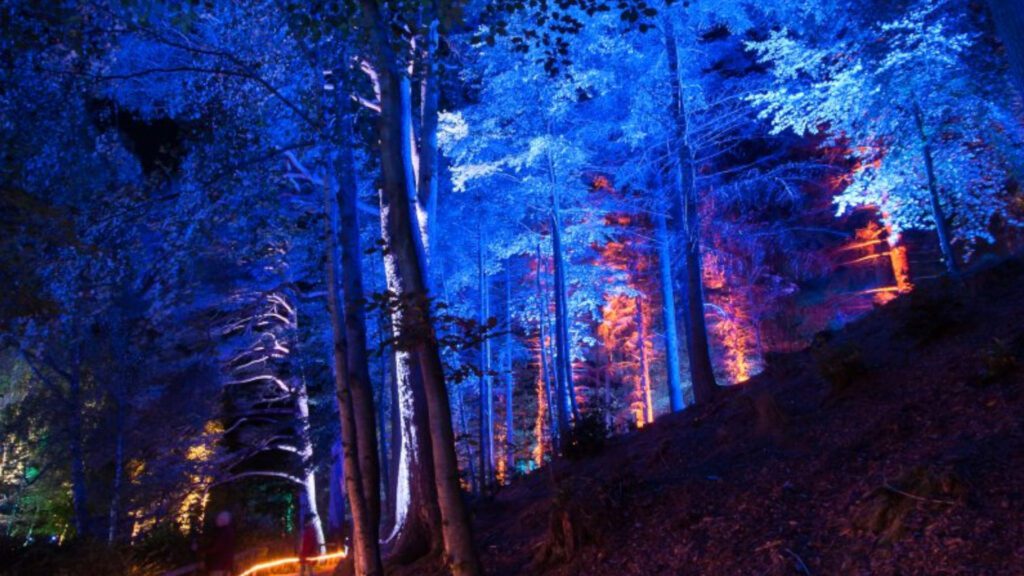 Enchanted Forest Virtual Backgrounds