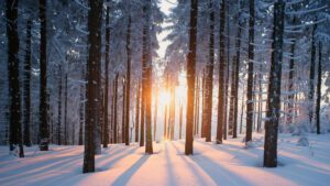 Snowy Forest Virtual Backgrounds